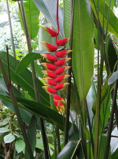 Bali-flower