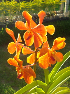 Bali-Ochid